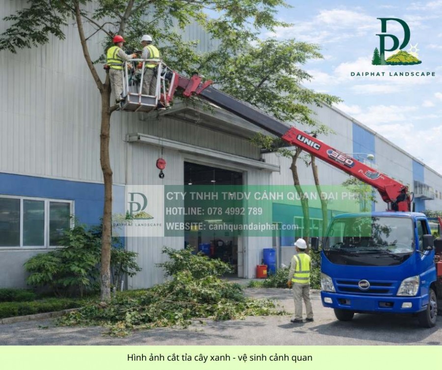 Cắt tỉa cành nhánh cưa hạ, đốn hạ cây xanh mùa mưa Long Thành Đồng Nai