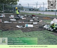 Trồng Cỏ Đồng Nai Giá Rẻ -Thi Công Nhanh, Cỏ Đẹp Bền