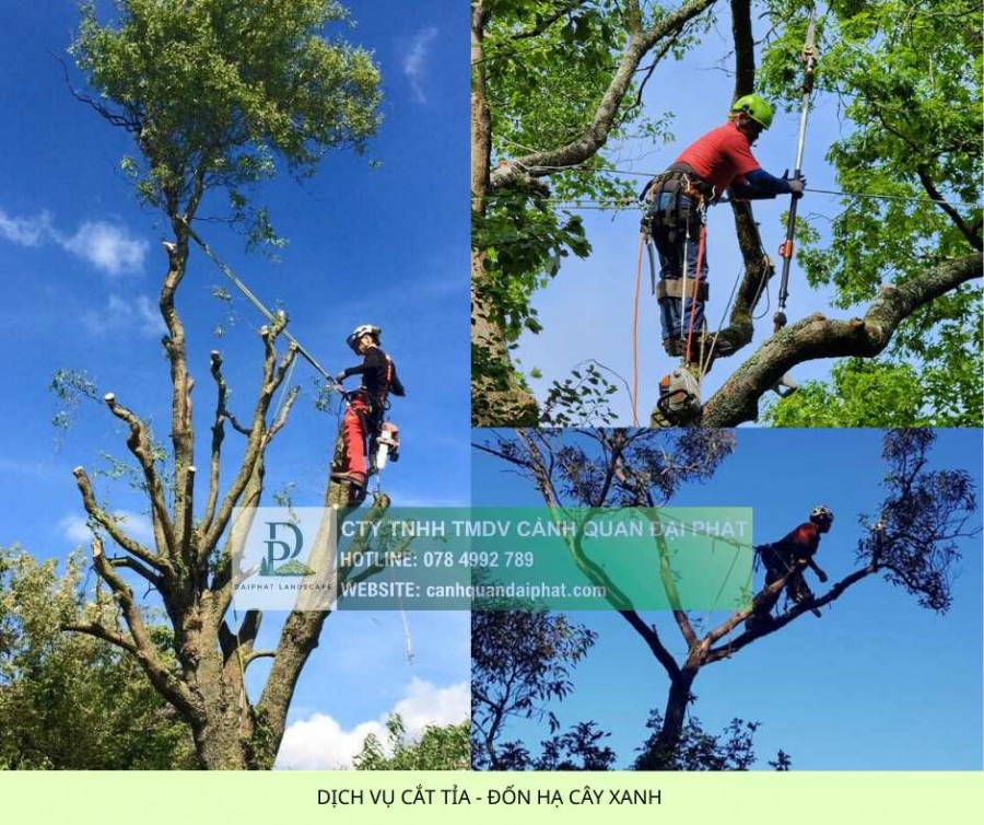 Cưa Hạ – Cắt Tỉa Cây Xanh KCN Long Khánh, Đồng Nai