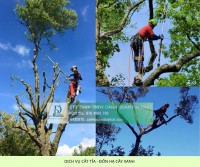 Cưa Hạ – Cắt Tỉa Cây Xanh KCN Long Khánh, Đồng Nai