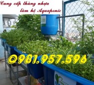 Thùng làm hệ aquaponics, thùng làm hệ thủy sinh, thùng nuôi cá Koi