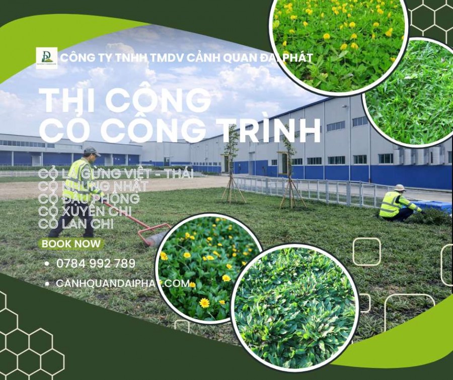 CUNG CẤP CỎ NHUNG NHẬT – CỎ LÁ GỪNG ĐỒNG NAI