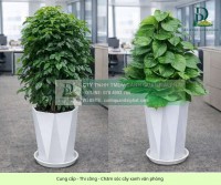 Thiết kế Thi công Chăm sóc cây xanh văn phòng tại Đồng Nai