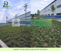 Thi công cây công trình trồng thảm cỏ khu công nghiệp Đồng Nai chuyên nghiệp