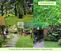 Thi công cây xanh – thảm cỏ công trình tại Đồng Nai, Bình Dương, TPHCM, Vũng Tàu