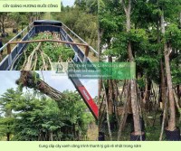 Cung cấp cây xanh thảm cỏ trọn gói công ty nhà xưởng nhà máy