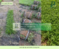 Cung cấp cỏ nhung Nhật - Cỏ lá gừng KCN Đồng Nai