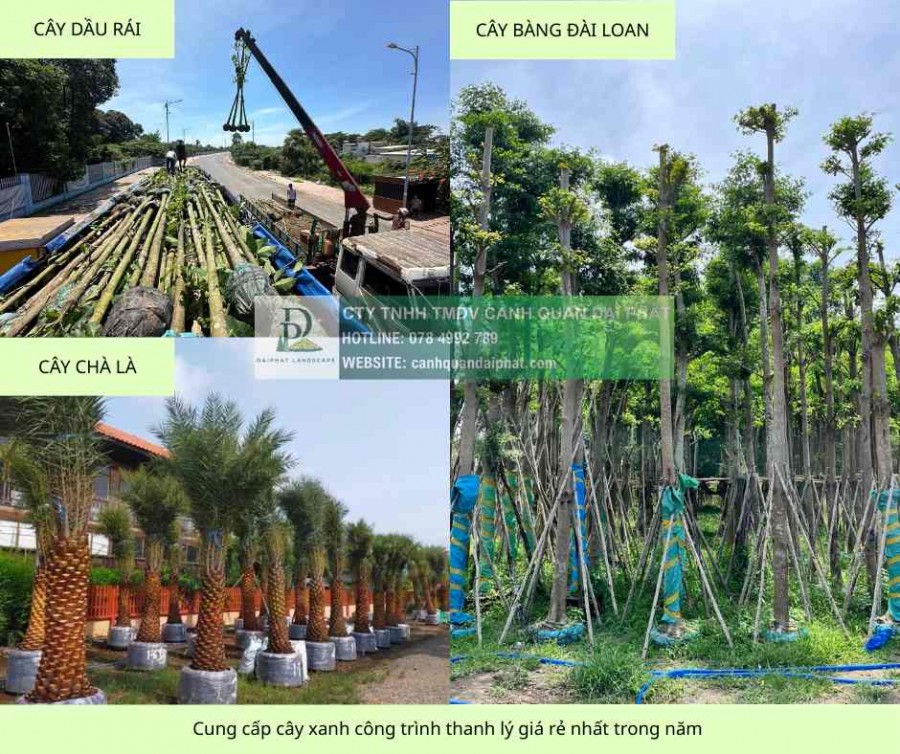 Cung cấp Cây giáng hương - Cây bàng Đài loan công trình Đồng Nai