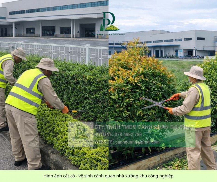 DỊCH VỤ CẮT CỎ – CHĂM SÓC CÂY XANH BÌNH DƯƠNG TPHCM