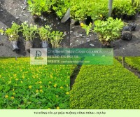 THI CÔNG CỎ XUYẾN CHI – CỎ ĐẬU PHỘNG CÔNG TRÌNH ĐỒNG NAI