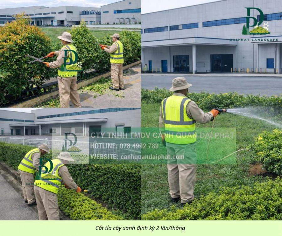 Dịch vụ chăm sóc cây xanh định kỳ cho công ty nhà xưởng 2 3 lần/tuần