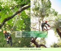 Cưa cây cắt cỏ kcn Phú Mỹ, kcn Mỹ Xuân Bà Rịa Vũng Tàu