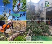 Cưa Cây Cắt Cỏ Giá Rẻ KCN Bình Dương – Làm Nhanh, Sạch Ngay Sau 1 Lần