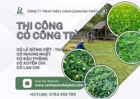 Trồng cỏ lá gừng Cỏ nhung Nhật Long Thành Đồng Nai