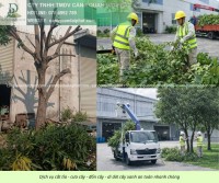 Dịch vụ Cưa cây - Cắt tỉa cây xanh KCN Long Đức, Đồng Nai