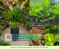 Thiết kế thi công cây xanh văn phòng Long Thành Đồng Nai