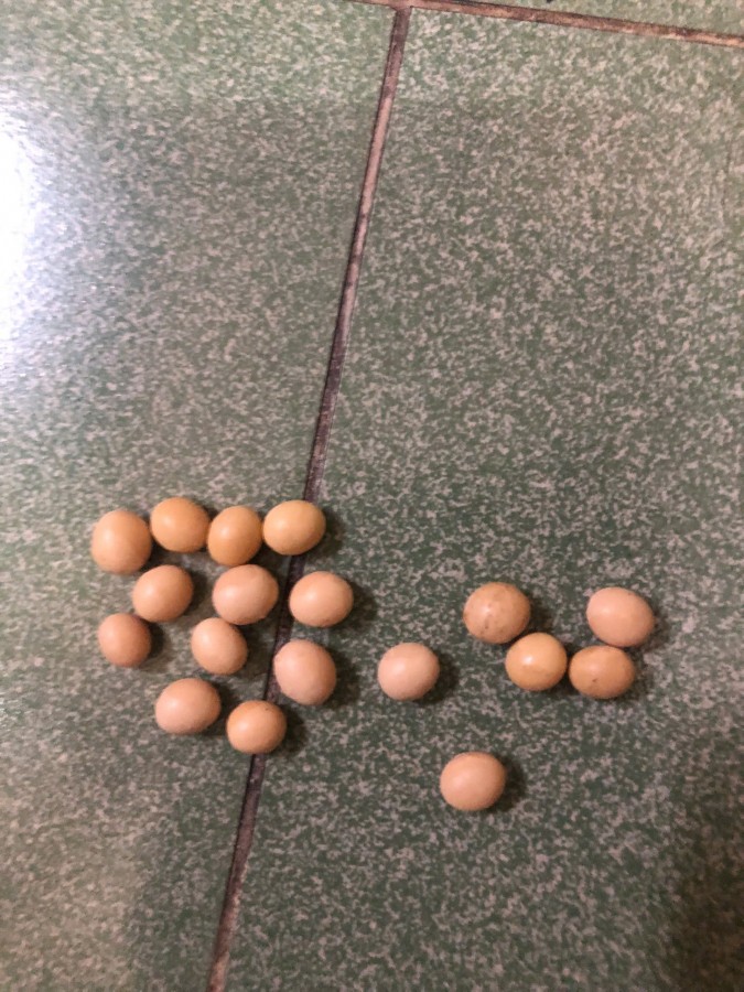 Đậu Nành Canada Không Biến Đổi Gen (Non-GMO)