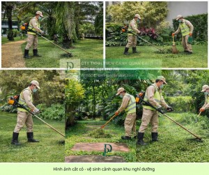 DỊCH VỤ CẮT CỎ – CƯA CÂY ĐỒNG NAI | BÁO GIÁ NHANH CHÓNG