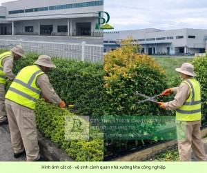 CHĂM SÓC CÂY XANH – BẢO DƯỠNG CẢNH QUAN ĐỒNG NAI