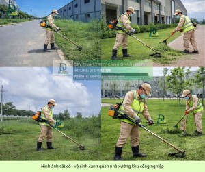 DỊCH VỤ CÂY XANH ĐỒNG NAI – CHĂM SÓC, CẮT TỈA, CẮT CỎ, CƯA CÂY