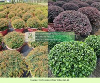 THANH LÝ CÂY XANH CÔNG TRÌNH GIÁ RẺ TẠI ĐỒNG NAI